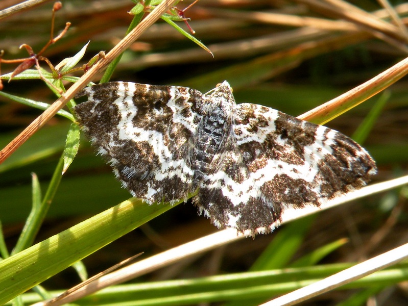 Geometridae da confermare